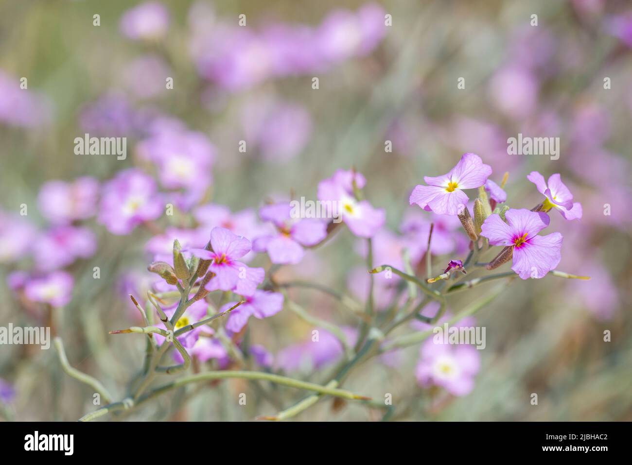 Stock di sabbia (Malcolmia littorea) Foto Stock
