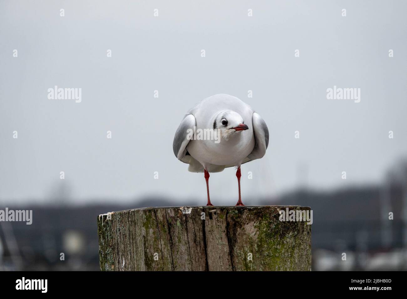 primo piano ritratto di un gabbiano testa nera con piumaggio invernale appollaiato su un palo con uno sfondo sfocato Foto Stock