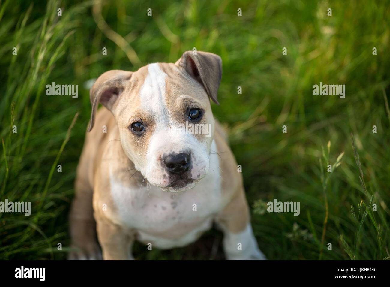 Adorabili e l'American Pit Bull Terrier cucciolo Foto Stock