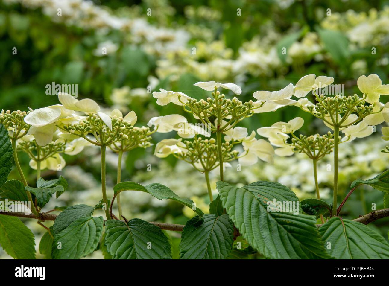 hydrangea arborsecens comunemente noto come hydrangea liscio selvaggio hydrangea sezabbad o fiore di pecora Foto Stock