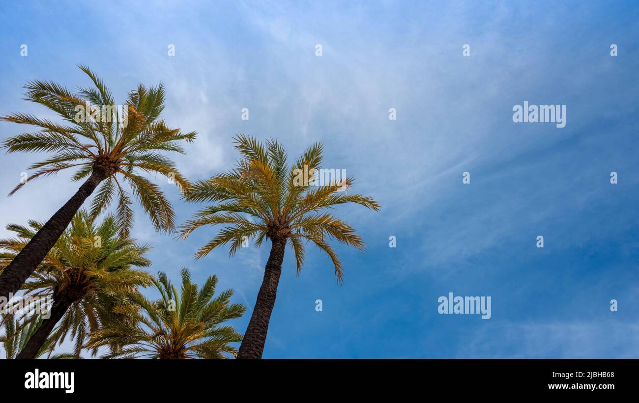 Alberi di Palma contro un cielo blu Foto Stock