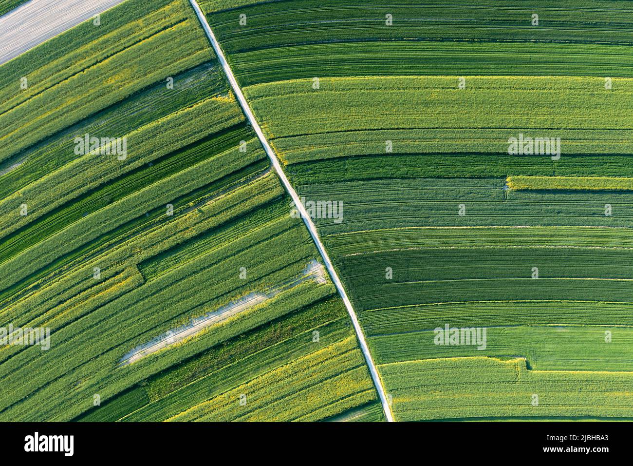 Paesaggio aereo colza verde, fiori di colza sbiaditi, tema agricolo Foto Stock