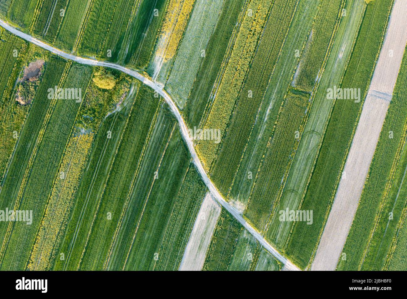 Paesaggio aereo colza verde, fiori di colza sbiaditi, tema agricolo Foto Stock