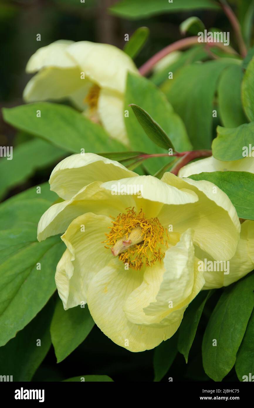 Paeonia mlokosewitschii Foto Stock