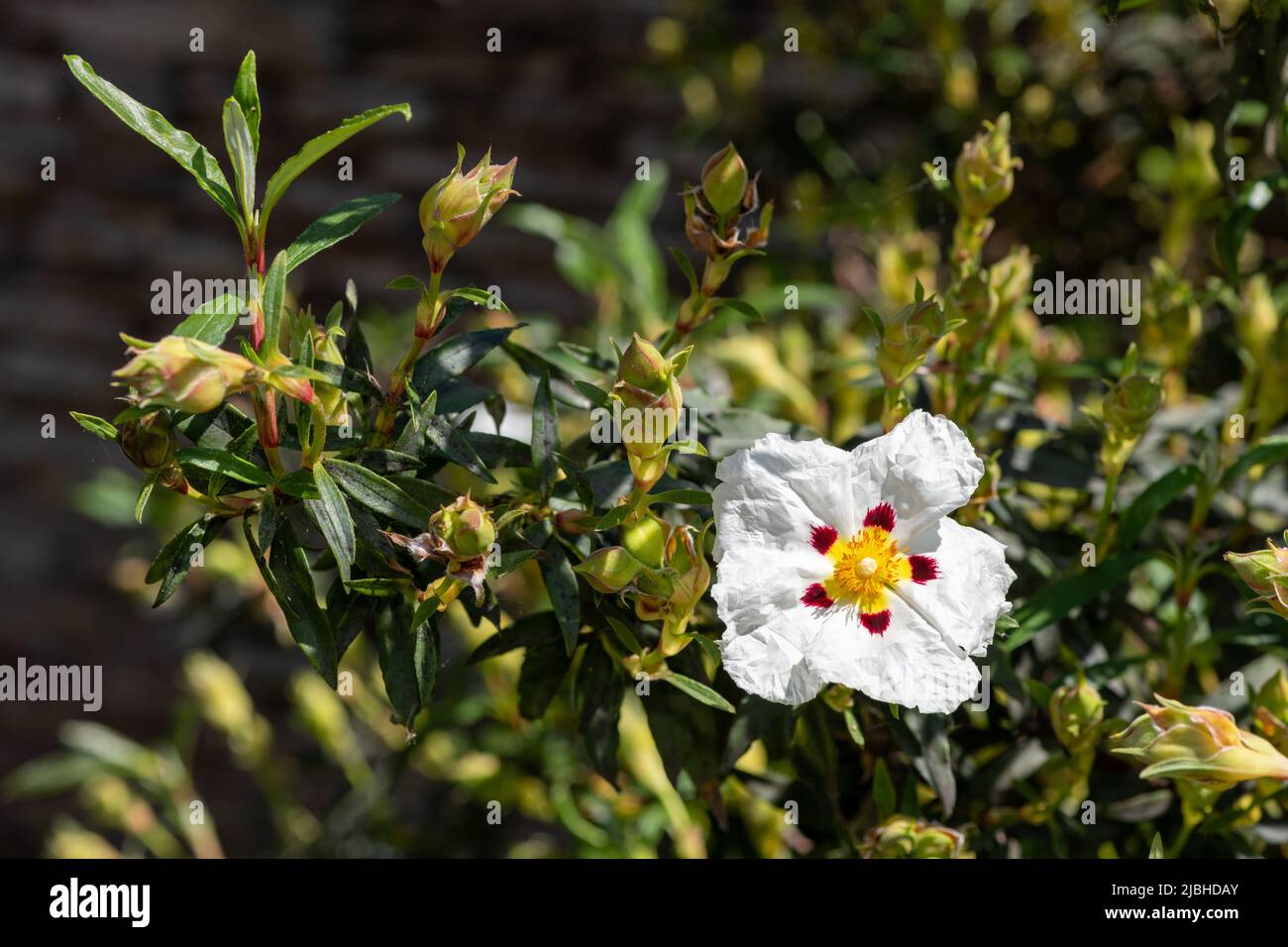 Primo piano di un fiore bianco di rosa orchidea in fiore Foto Stock