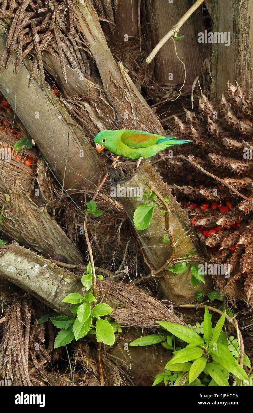 Parakeet (Brogeris jugularis jugularis) adulto arroccato in palma fruttioCosta Rica Marzo Foto Stock