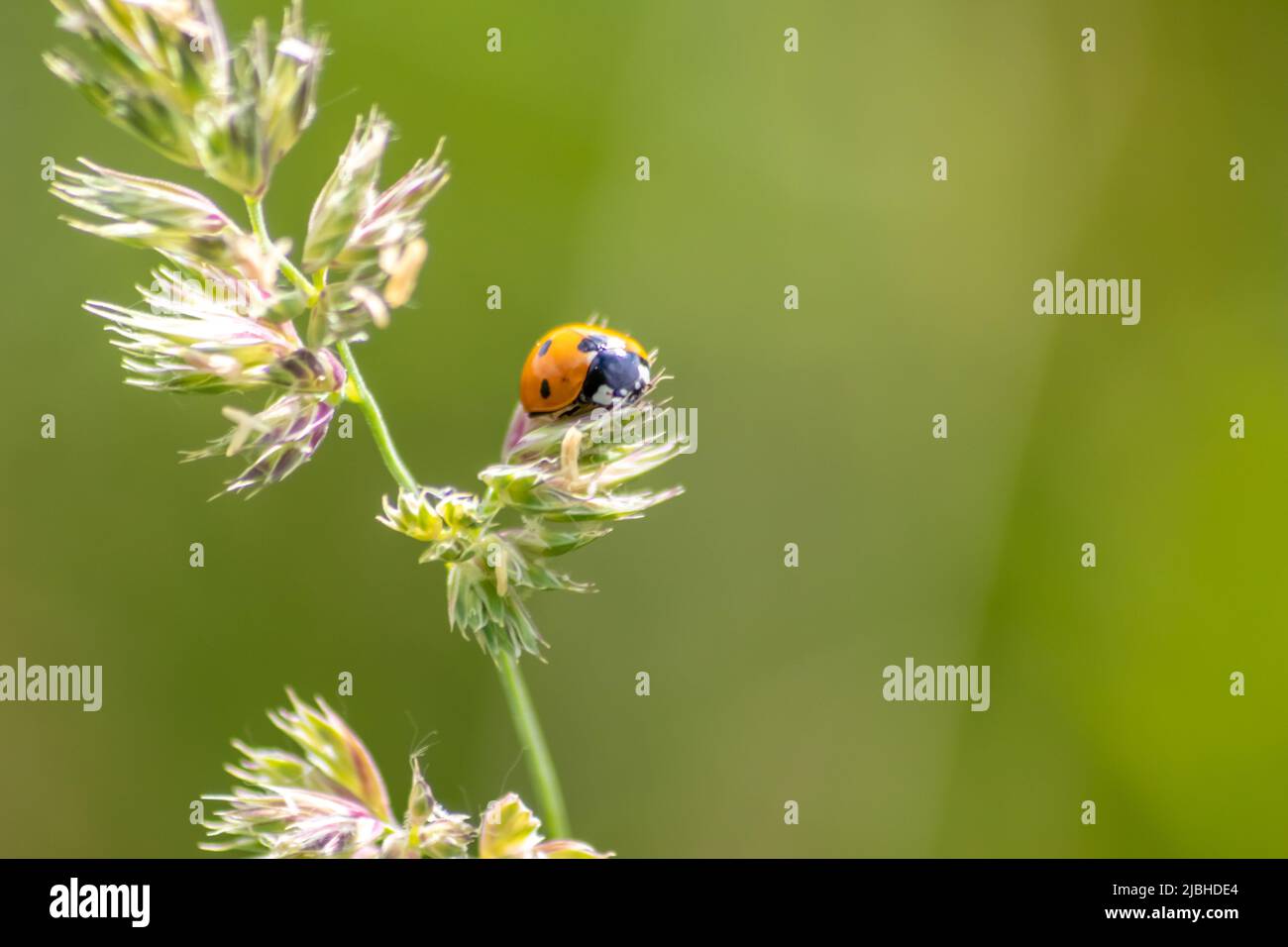 Bello nero punteggiato rosso scarabeo ladybug arrampicata in una pianta con sfondo sfocato e molto spazio di copia alla ricerca di luceri di piante per ucciderli Foto Stock
