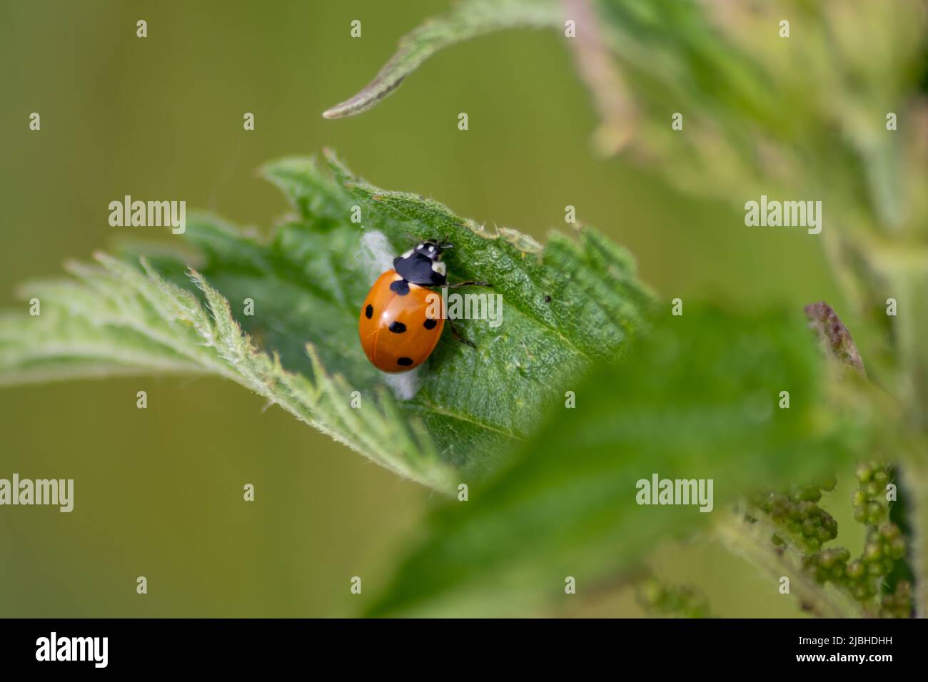 Bello nero punteggiato rosso scarabeo ladybug arrampicata in una pianta con sfondo sfocato e molto spazio di copia alla ricerca di luceri di piante per ucciderli Foto Stock