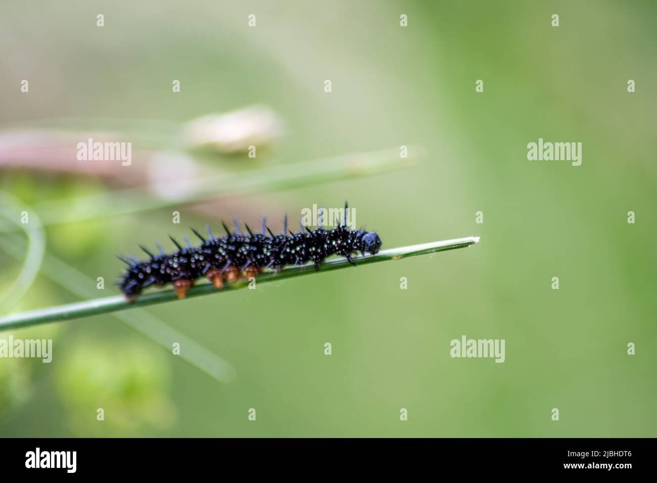 Grande bruco nero con punti bianchi, tentacoli neri e piedi arancioni è la bella grande larva della farfalla pavone mangiare foglie e erba Foto Stock