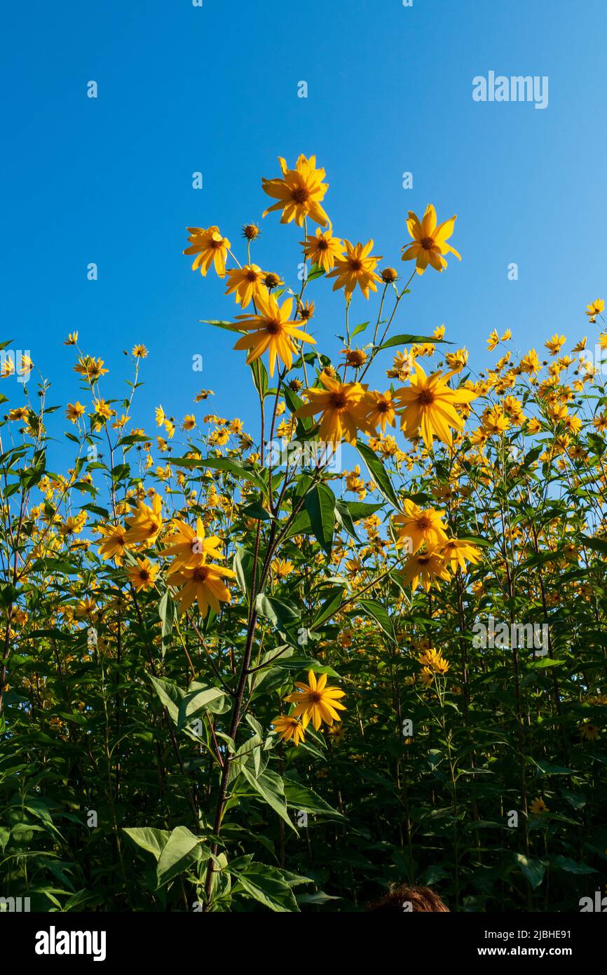 Topinambur, Erdäpfler Blüte vor blauem Himmel Hintergrund Foto Stock