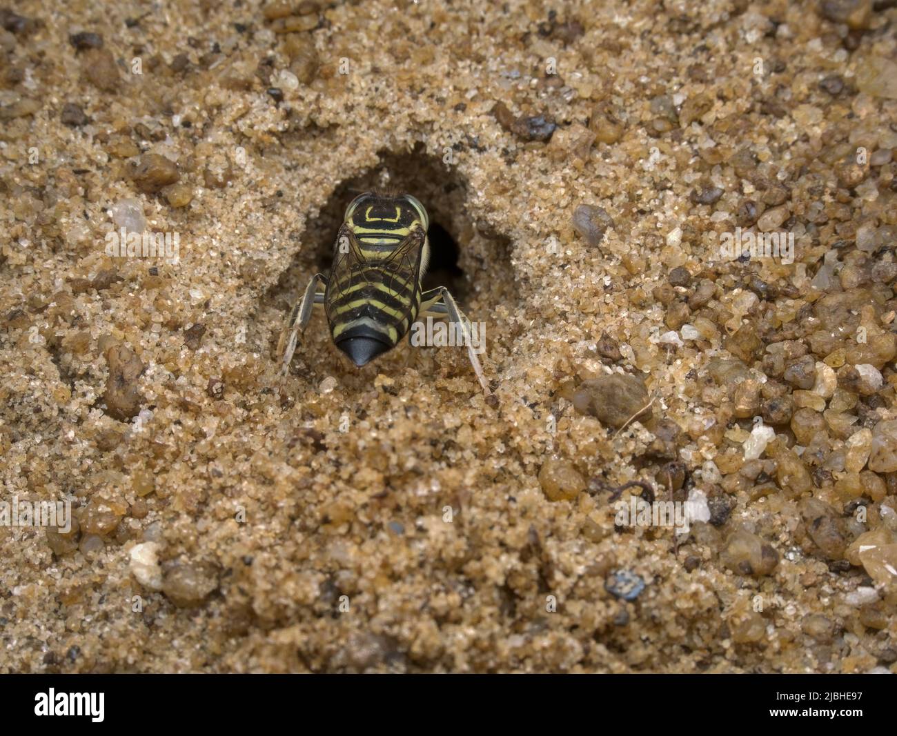 Sabbia vespa scavando un buco nella sabbia per salvare la sua preda Foto Stock