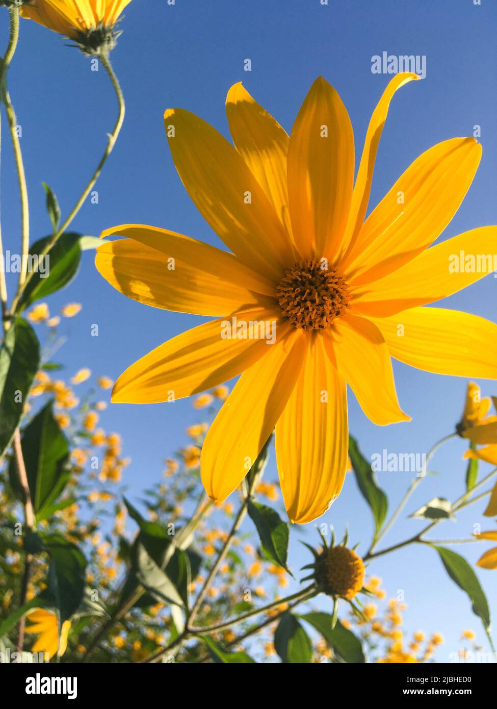 Topinambur, Erdäpfler Blüte vor blauem Himmel Hintergrund Foto Stock