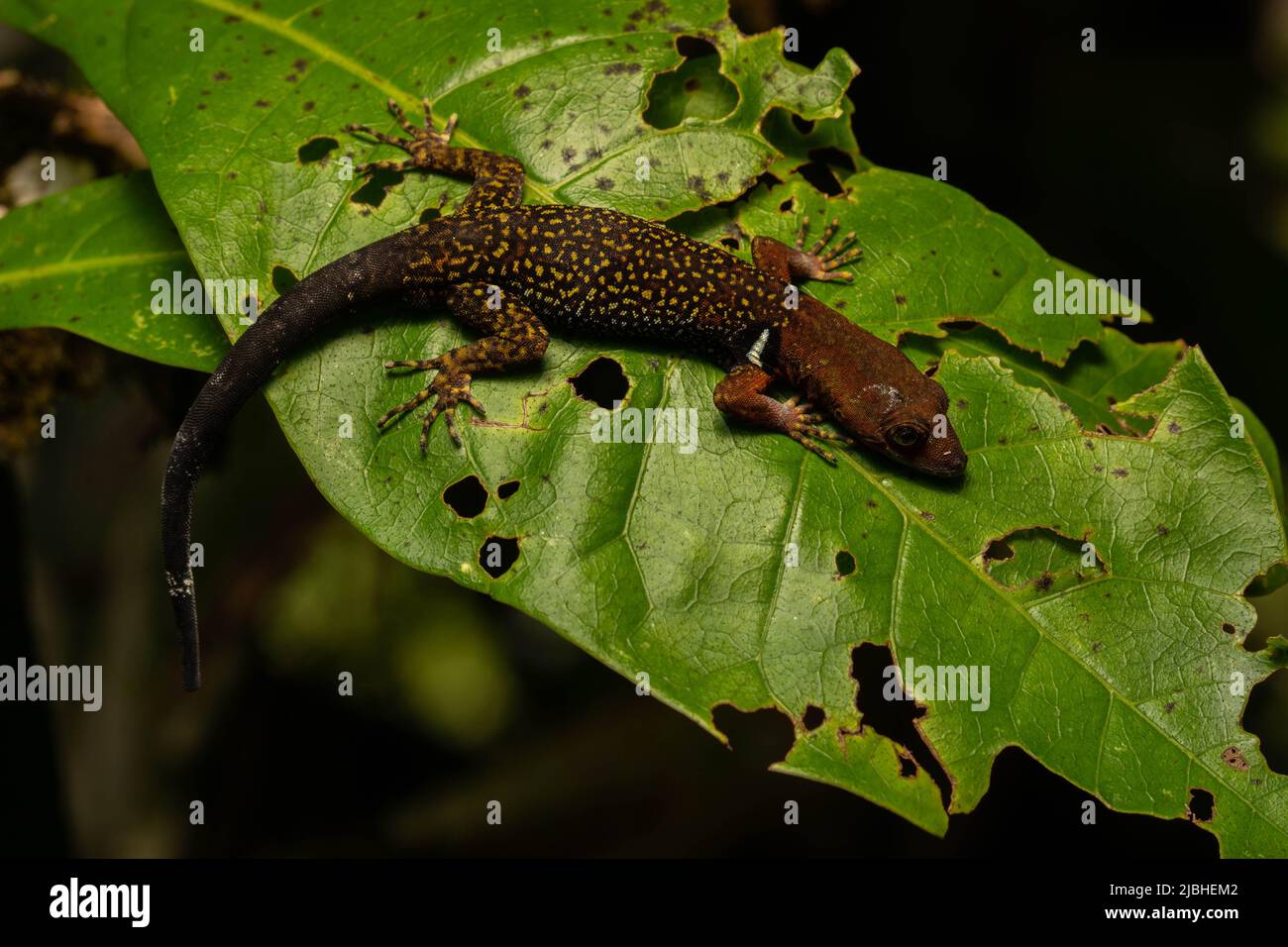 Gecko foresta colared (Gonatodes condinatus) osservato nel bacino del Rio delle Amazzoni in Perù. Foto Stock