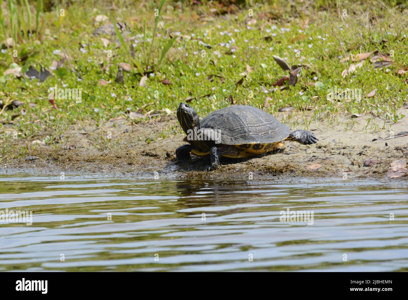 Una ragazza adulta con slider giallo (Trachemys scripta scripta) che si crogiola in un campo da golf nella contea di Walton, Florida, USA. Foto Stock