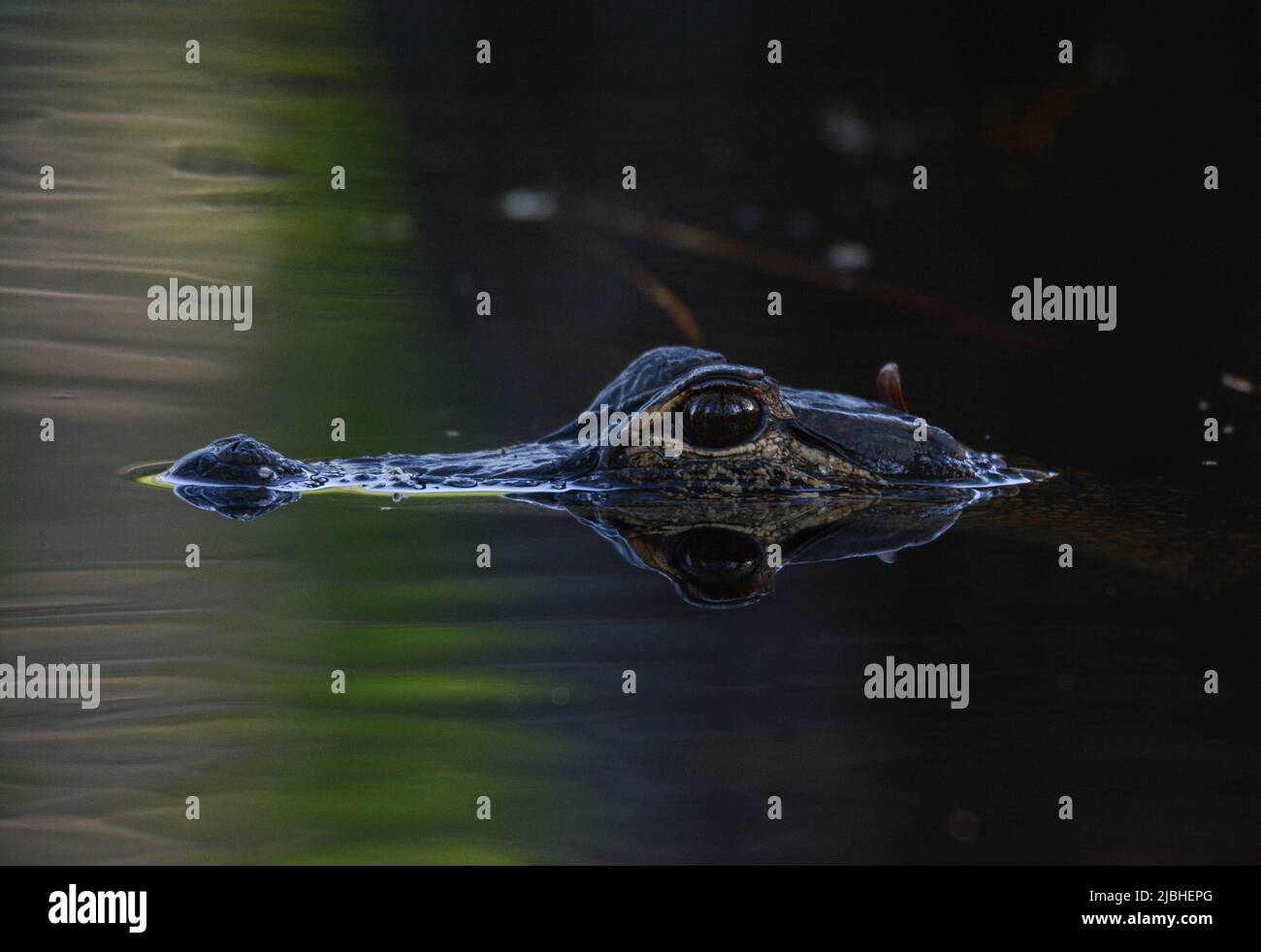Un alligatore americano giovanile (Alligator mississippiensis) dalla Contea di Walton, Florida, USA. Foto Stock
