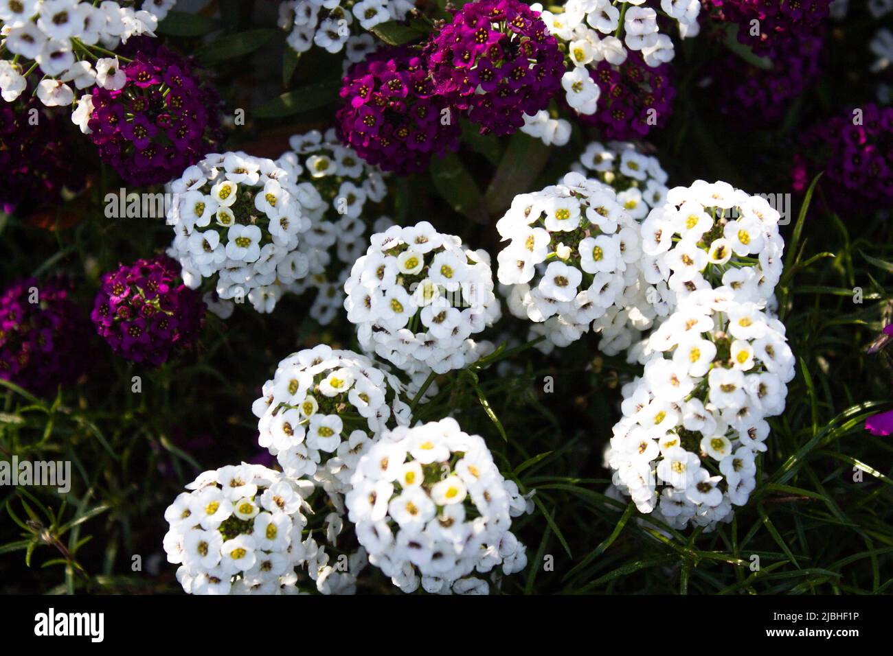 Bianco Viola fiori vividi in fiore primavera mattina Foto Stock