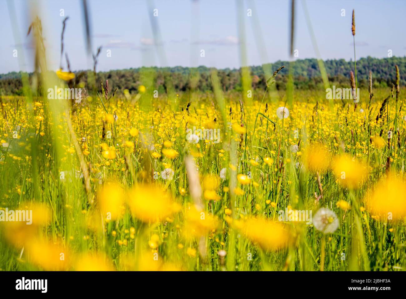 Giallo prato buttercup primo piano macro agricoltura naturale Foto Stock