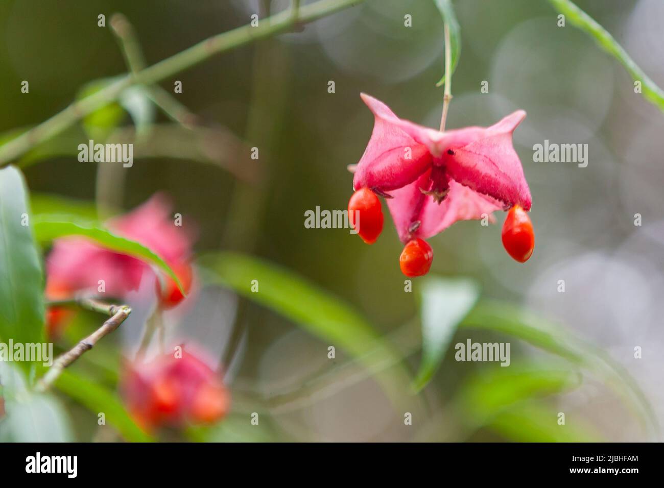 Euonymus grandiflorus F. salicifolius: Primo piano di semi in coltura in Nymans Garden, West Sussex, UK Foto Stock