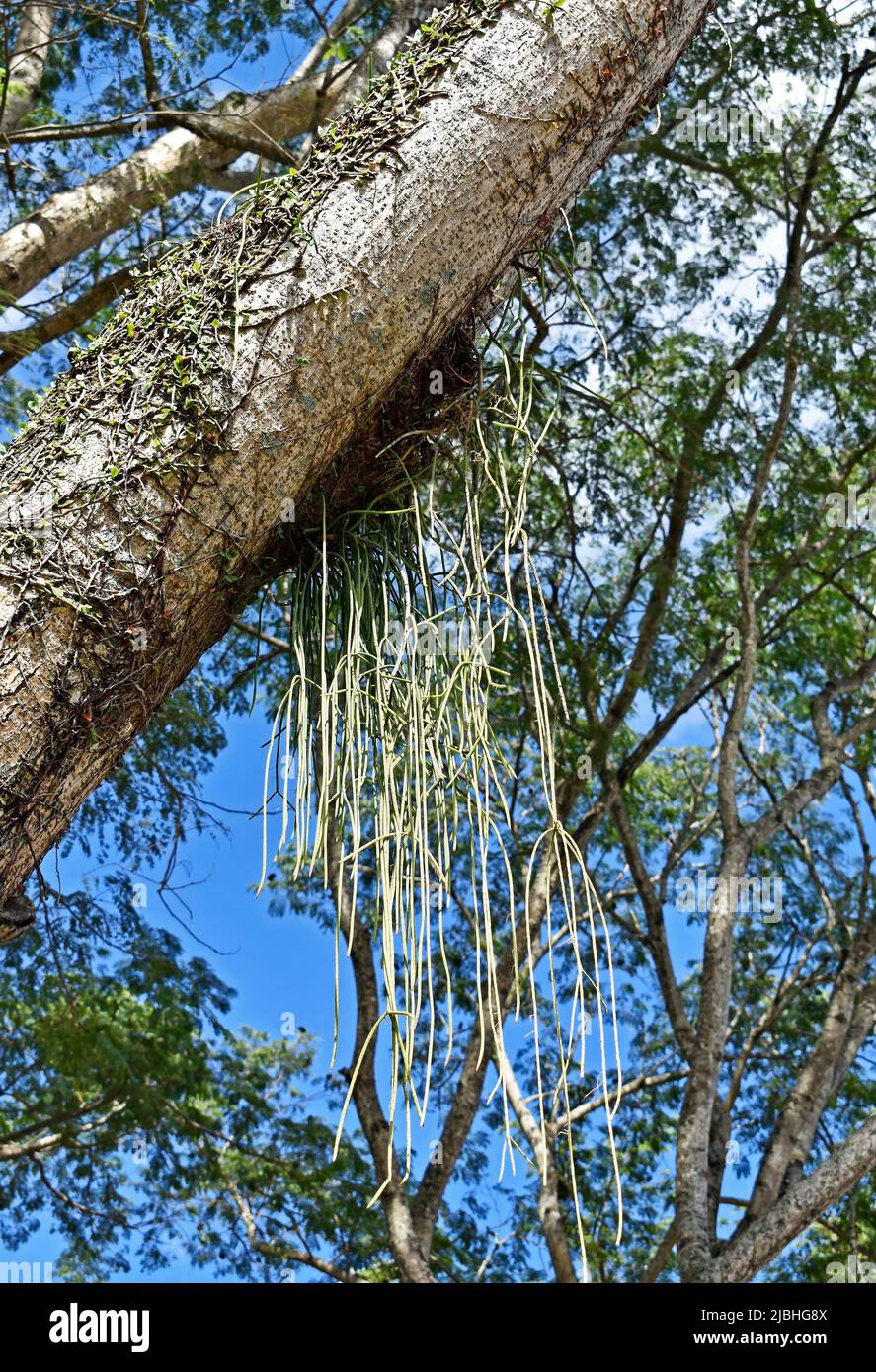 Cactus di mistletoe (Rhipsalis baccifera) sul tronco dell'albero Foto Stock