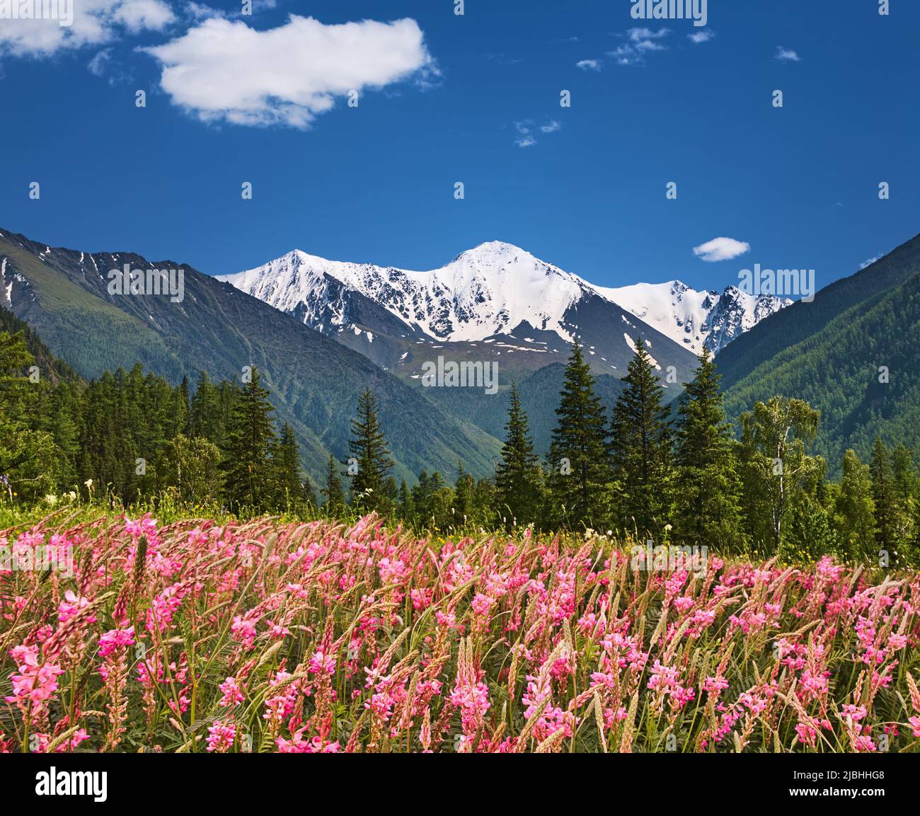 Paesaggio con campi fioriti, cielo blu e montagne innevate Foto Stock