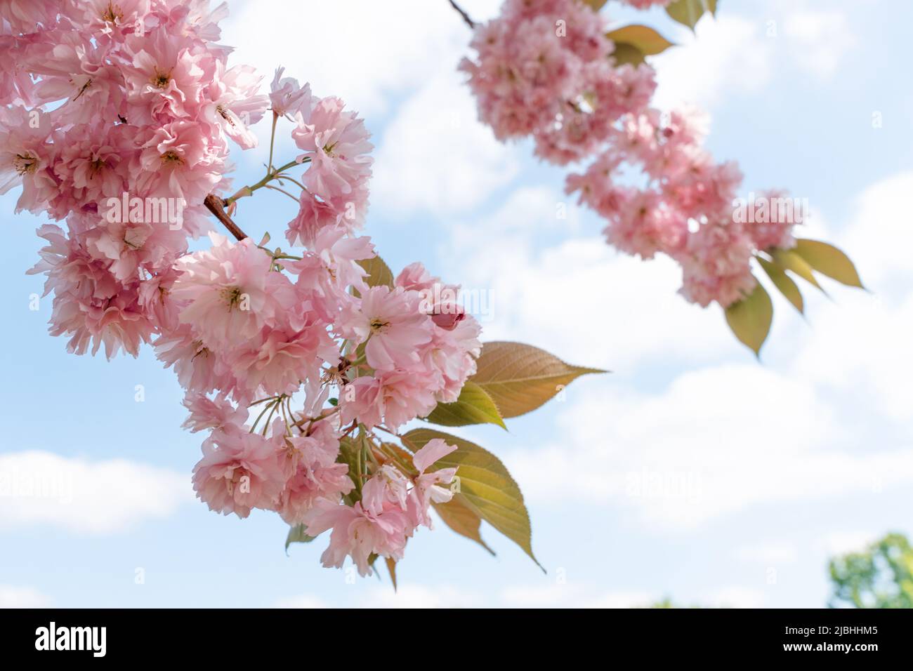 Fiore di Cerry rosa nella calda giornata di primavera. Bella scena naturale con albero fiorente e sole flare. Fiori di primavera. Bellissimo frutteto. Primavera Foto Stock