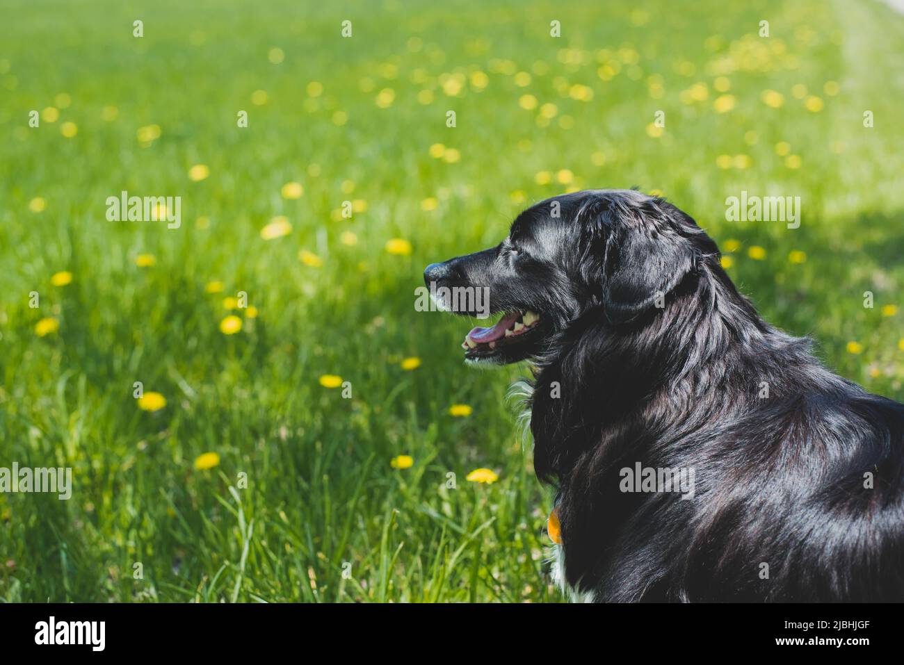 Un cane nero dai capelli lunghi che guarda fuori su un campo con i dente di leone. Foto Stock