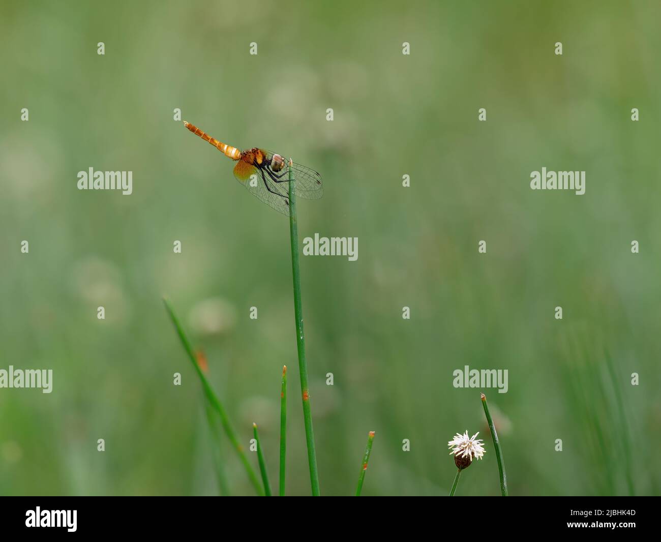 Bella libellula gialla appollaiata sul pistil erba Foto Stock