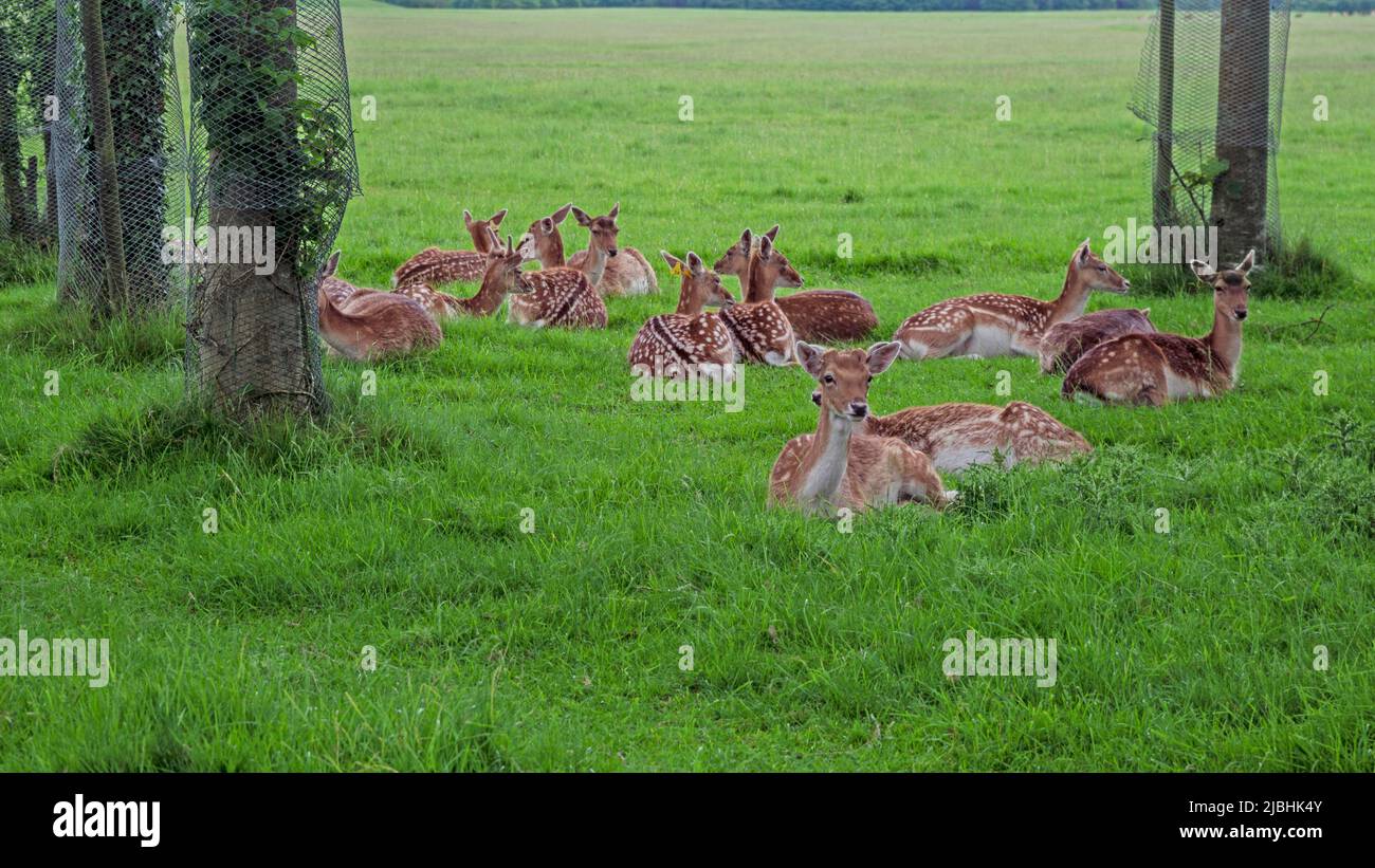 Cervi che riposano nell'erba verde del Phoenix Park a Dublino, Irlanda. Spazio per la copia. Foto Stock
