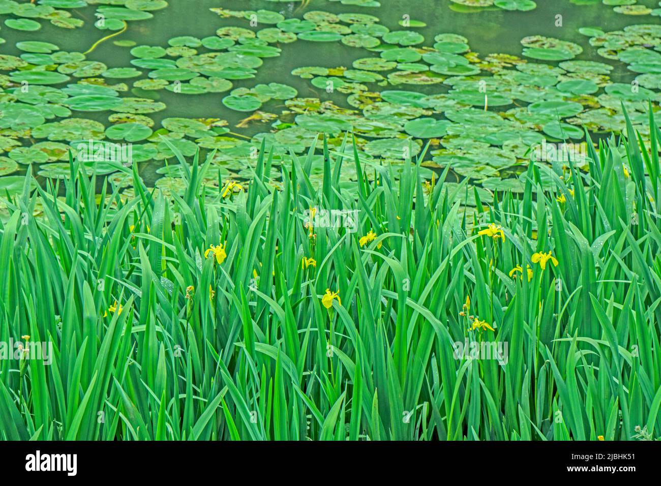 Iris pseudacotus, Yellow Flag Iris piante che crescono tra le ninfee in un laghetto poco profondo. Foto Stock