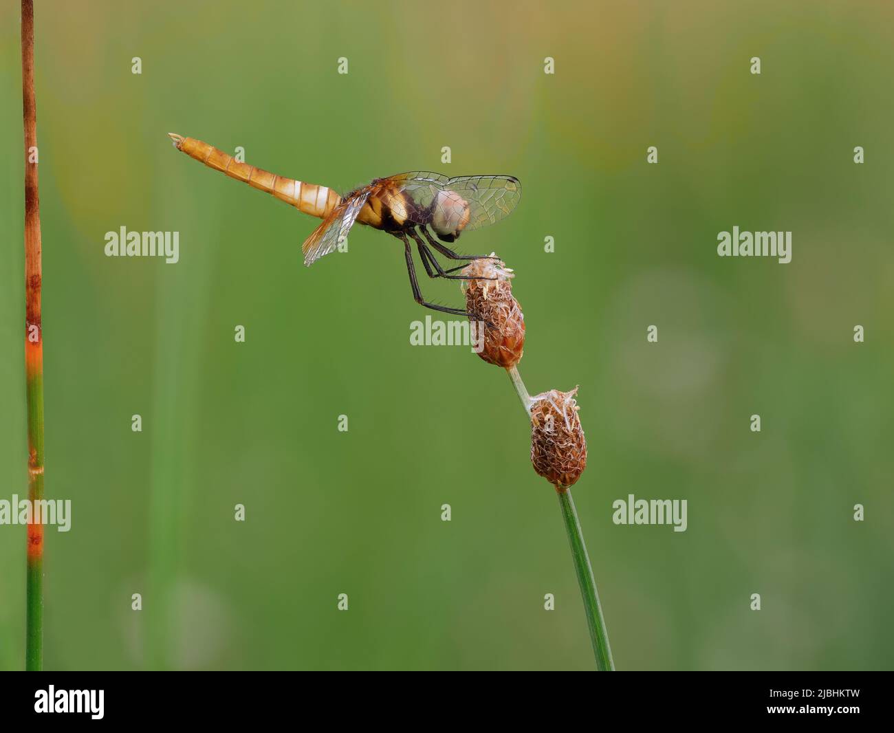 Bella libellula gialla sul pistil erba Foto Stock