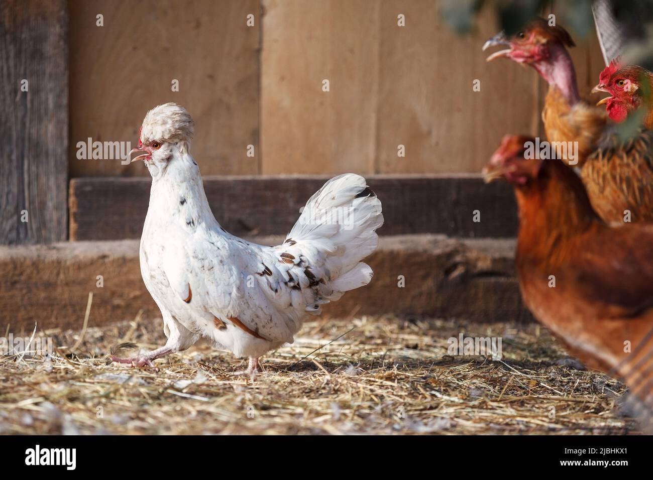 La gallina bianca cammina come un comandante sulla paglia di fronte alle altre galline marroni Foto Stock