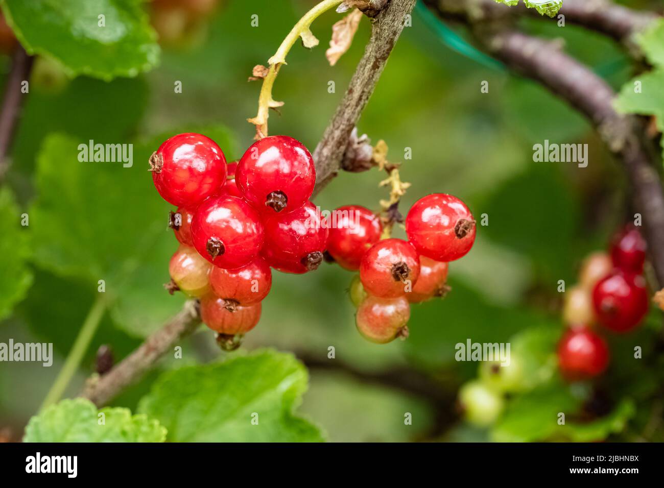 Rosso di ribes fresco e maturo in crescita d'estate, primo piano Foto Stock