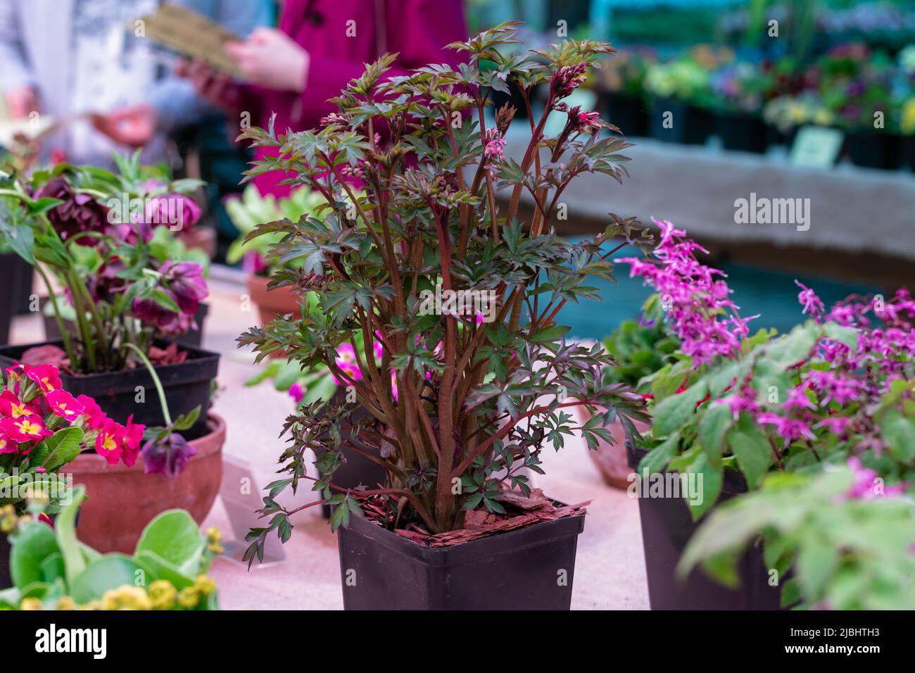 Dicentra spectabilis Valentine pianta fiorita in giardino primaverile, fiori romantici, foglie rosse Foto Stock