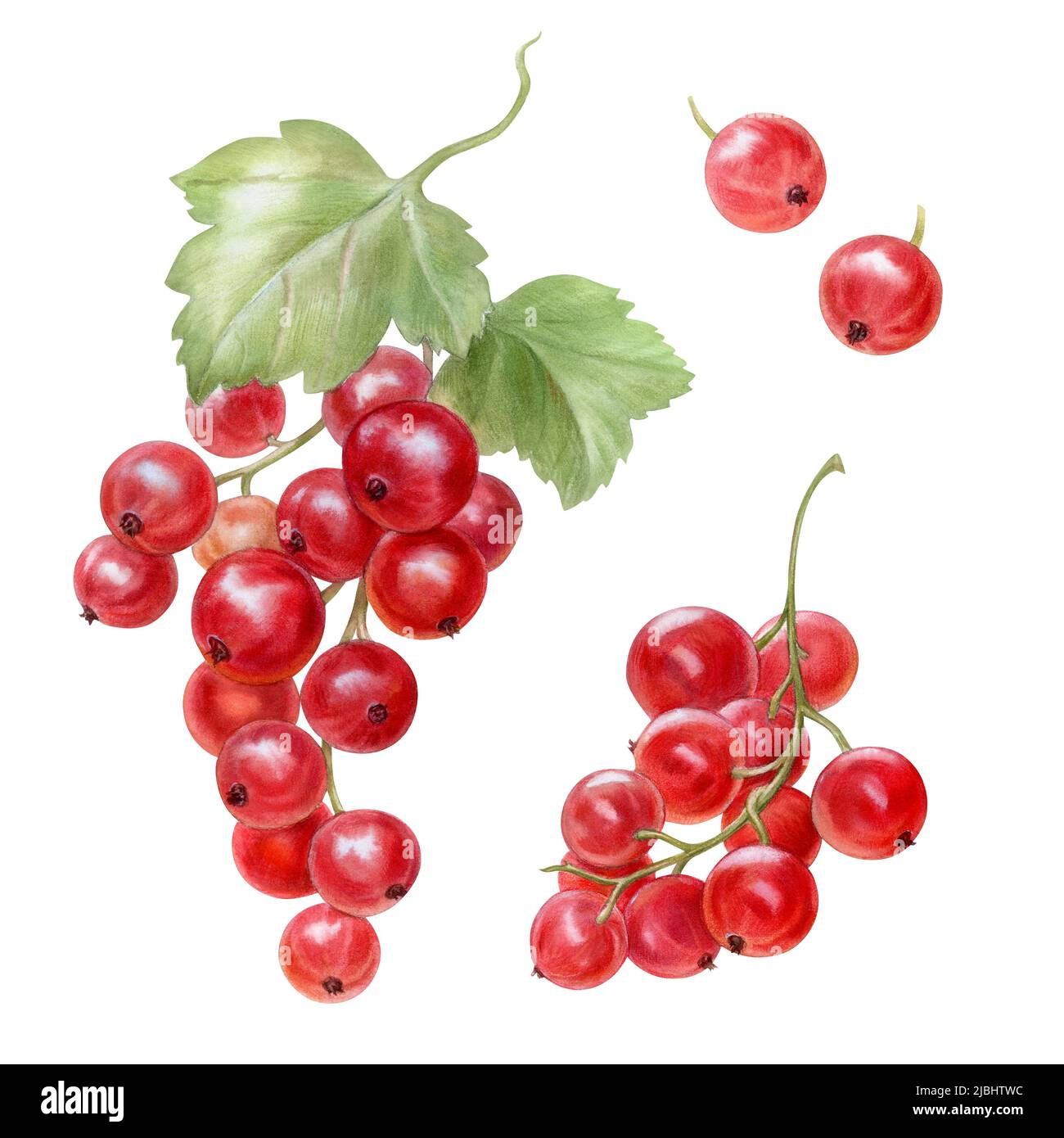 Set con bacche di ribes rosso mature, illustrazione dell'acquerello Foto Stock