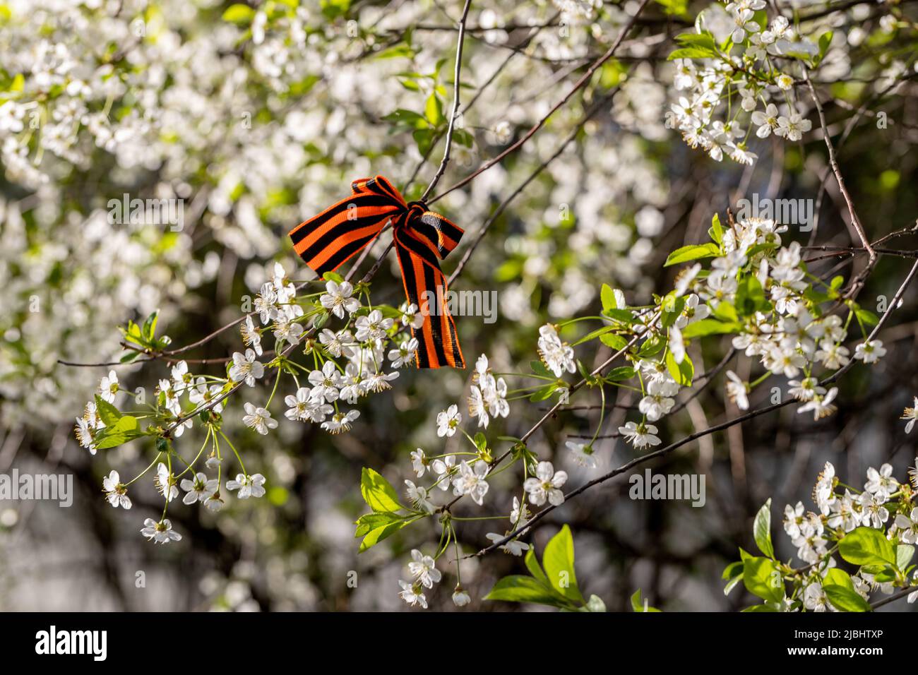 Il nastro di San Giorgio legato ai fiori di Cerry per il giorno della Vittoria del 9 maggio Foto Stock