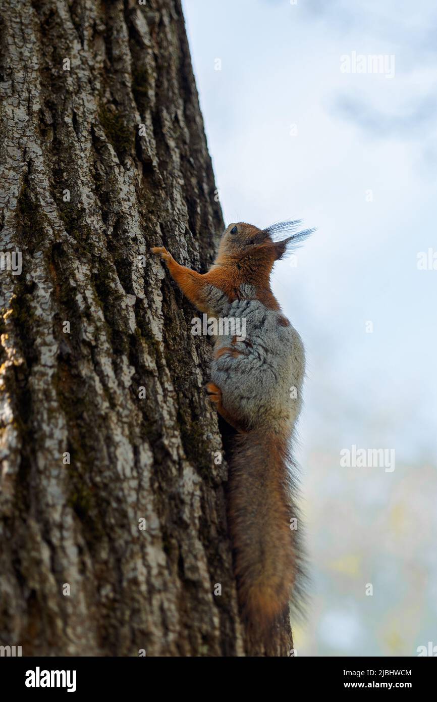 Scoiattolo rosso sul rivestimento di primavera albero cambia colore. Capannoni scoiattolo. Colore primaverile dell'animale. Foto di alta qualità Foto Stock