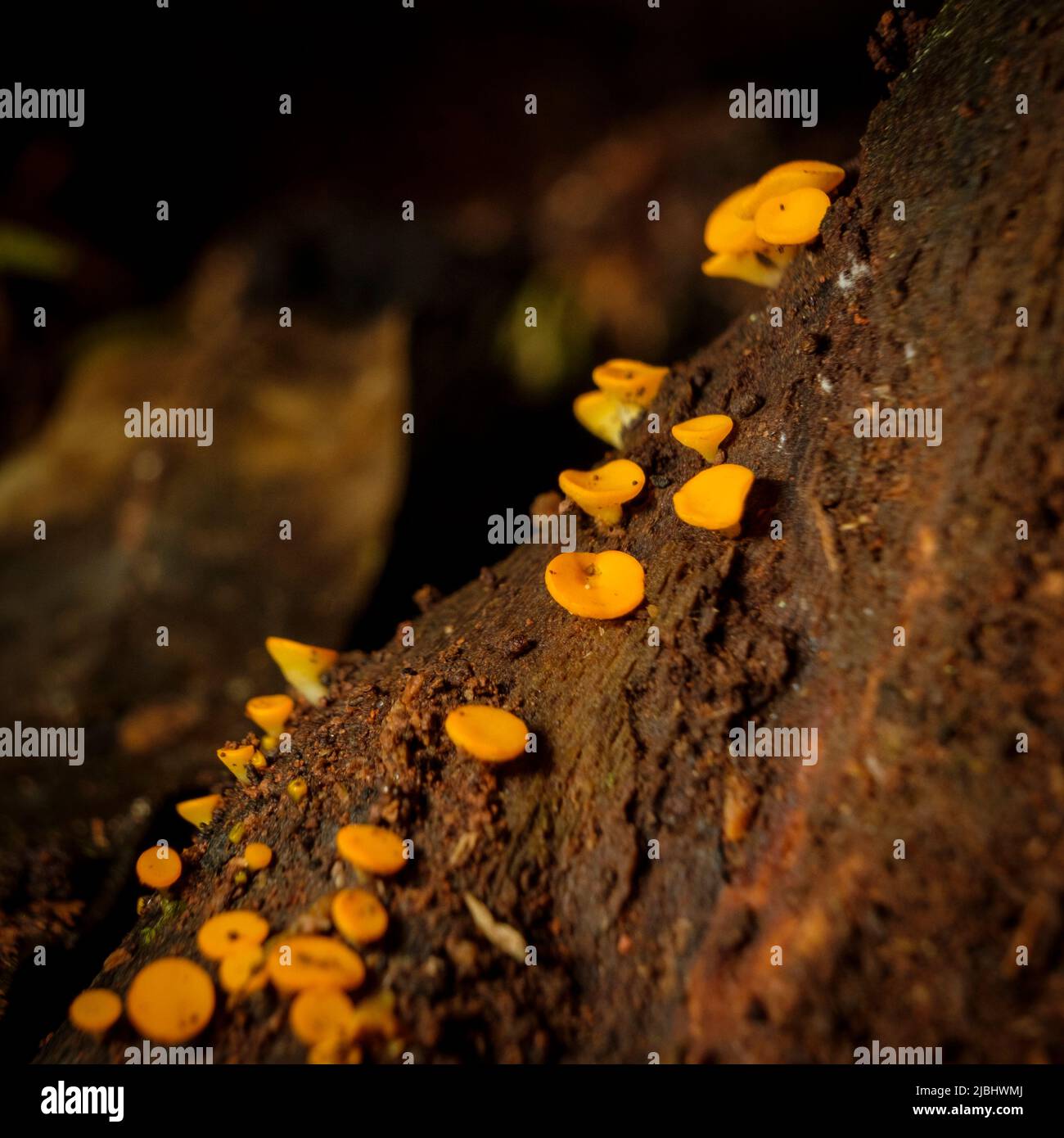 Mt glorioso - funghi Foto Stock