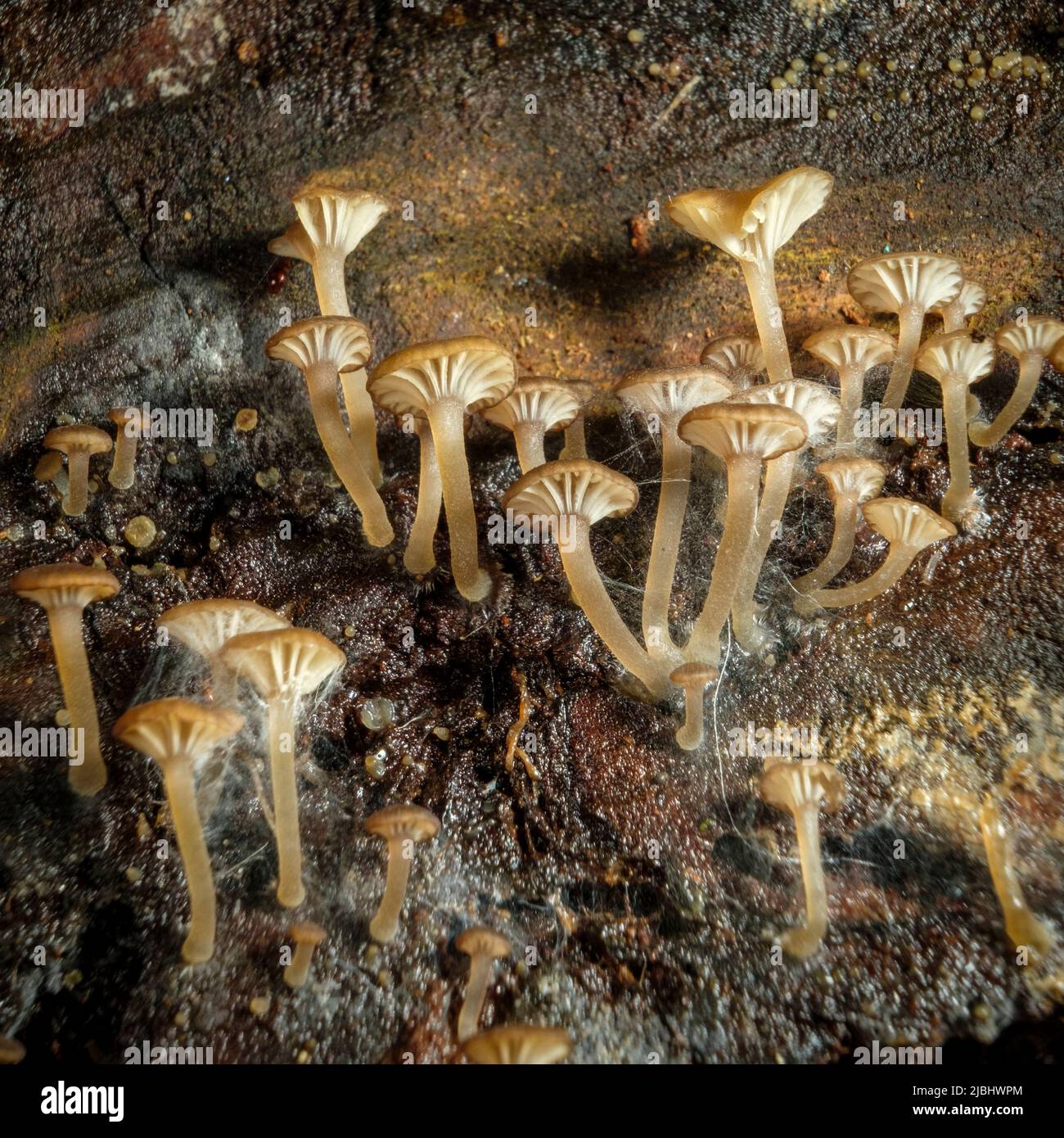 Mt glorioso - funghi Foto Stock