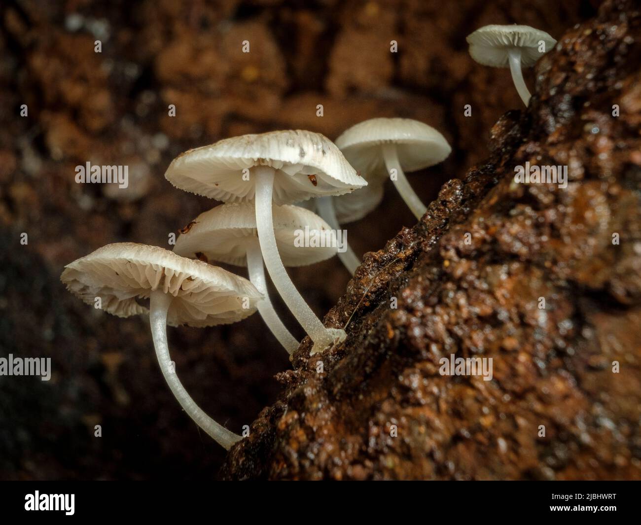 Mt glorioso - funghi Foto Stock