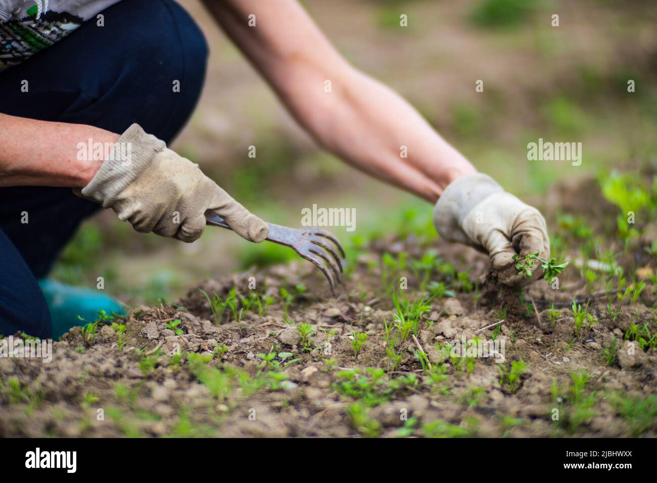 La mano di una donna sta schiacciando l'erba. Controllo delle erbacce e degli infestanti in giardino. Terreno coltivato in primo piano. Pianta agricola che cresce in fila di letto. Foto Stock