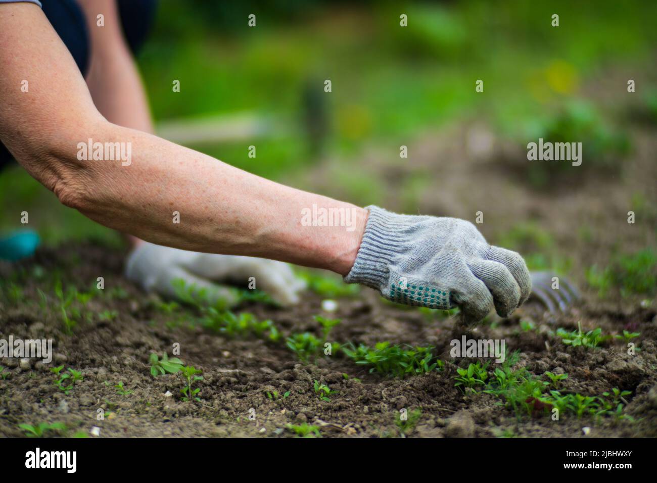 La mano di una donna sta schiacciando l'erba. Controllo delle erbacce e degli infestanti in giardino. Terreno coltivato in primo piano. Pianta agricola che cresce in fila di letto. Foto Stock