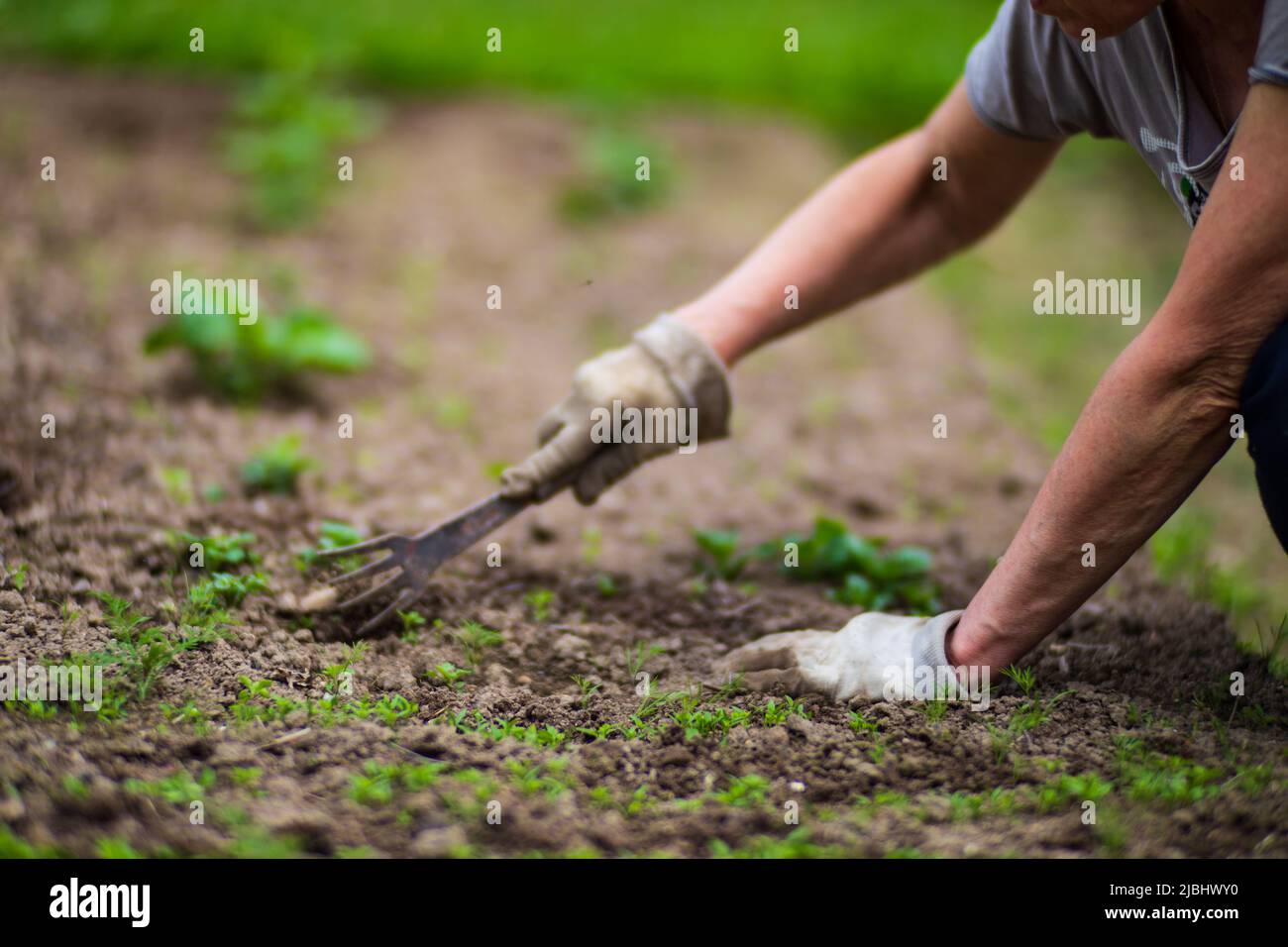 La mano di una donna sta schiacciando l'erba. Controllo delle erbacce e degli infestanti in giardino. Terreno coltivato in primo piano. Pianta agricola che cresce in fila di letto. Foto Stock