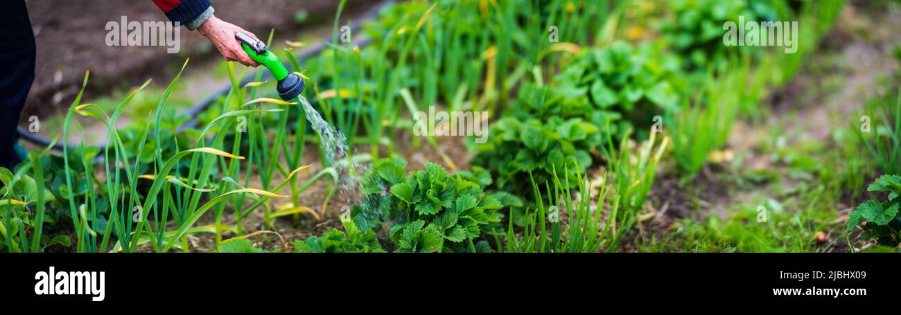 Annaffiare la pianta di fragola giovane durante la stagione secca. Terreno coltivato in primo piano. Pianta agricola che cresce in fila di letto. Germogliare pianta agricola. Foto Stock