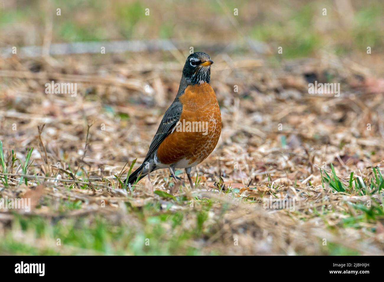 Il rapina americano è ampiamente distribuito in tutto il Nord America e in molte aree è considerato un simbolo di primavera. Foto Stock