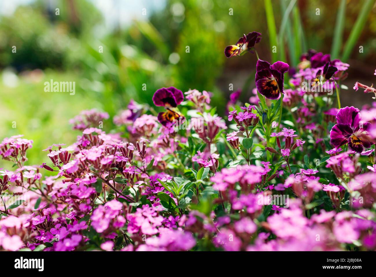 Rosa pietra soapwort fiore nel giardino estivo. Copertura in terra saponaria fiorita al confine con le viole. Foto Stock