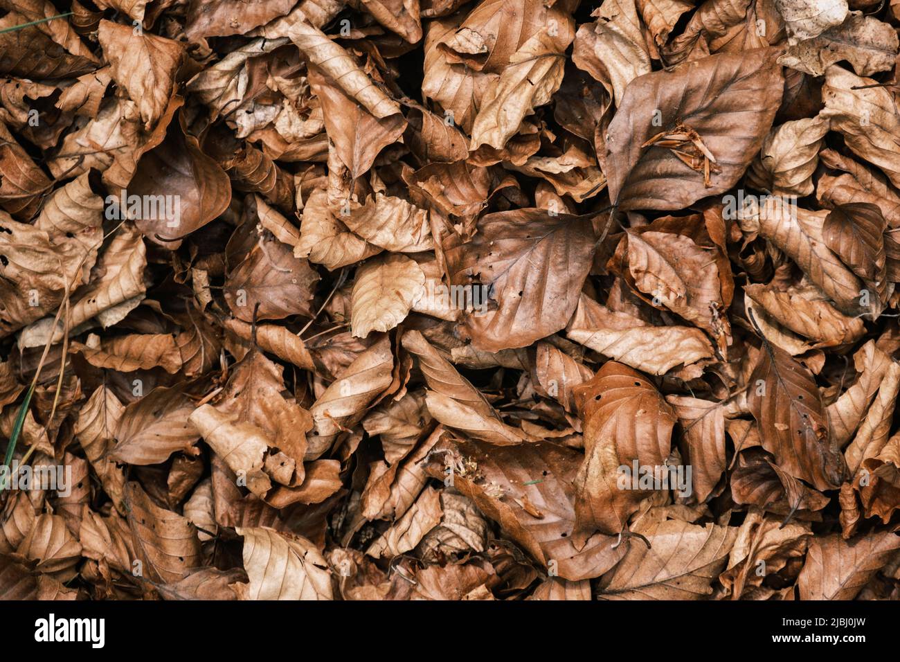 Sfondo trama di foglie di caduta asciutte Foto Stock