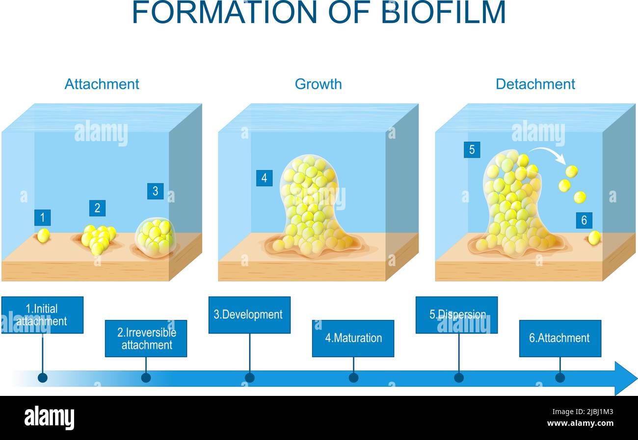 formazione di biofilm. fasi di sviluppo di biofilm. Ciclo di vita di Staphylococcus aureus. Cellule aderenti Illustrazione Vettoriale