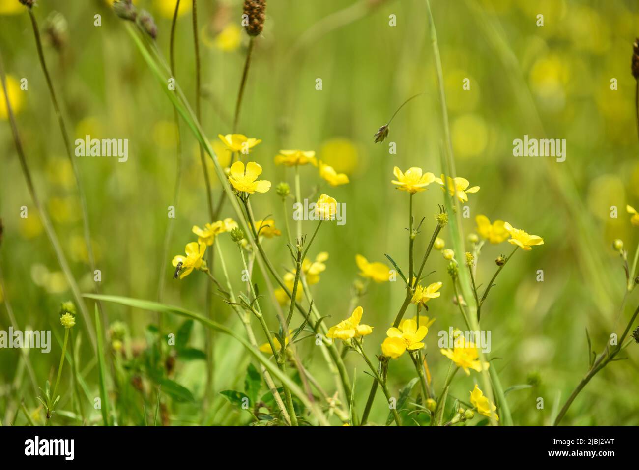 Campo di farfalle che crescono in un prato estivo Foto Stock