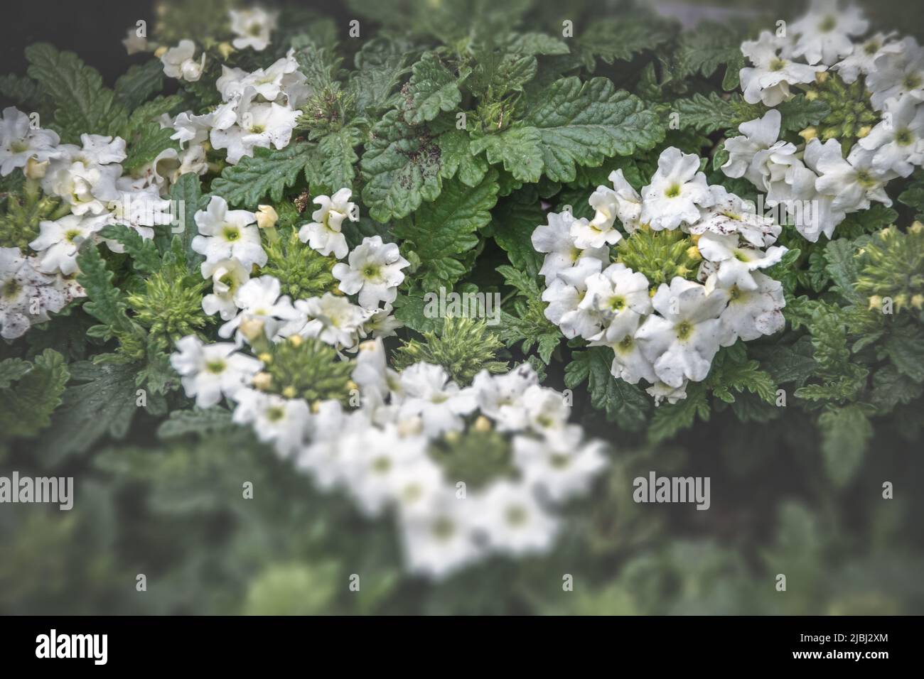 Fiori 's balcone decor concetto di casa, verbena verbenas o vervains fioritura in giardino Foto Stock