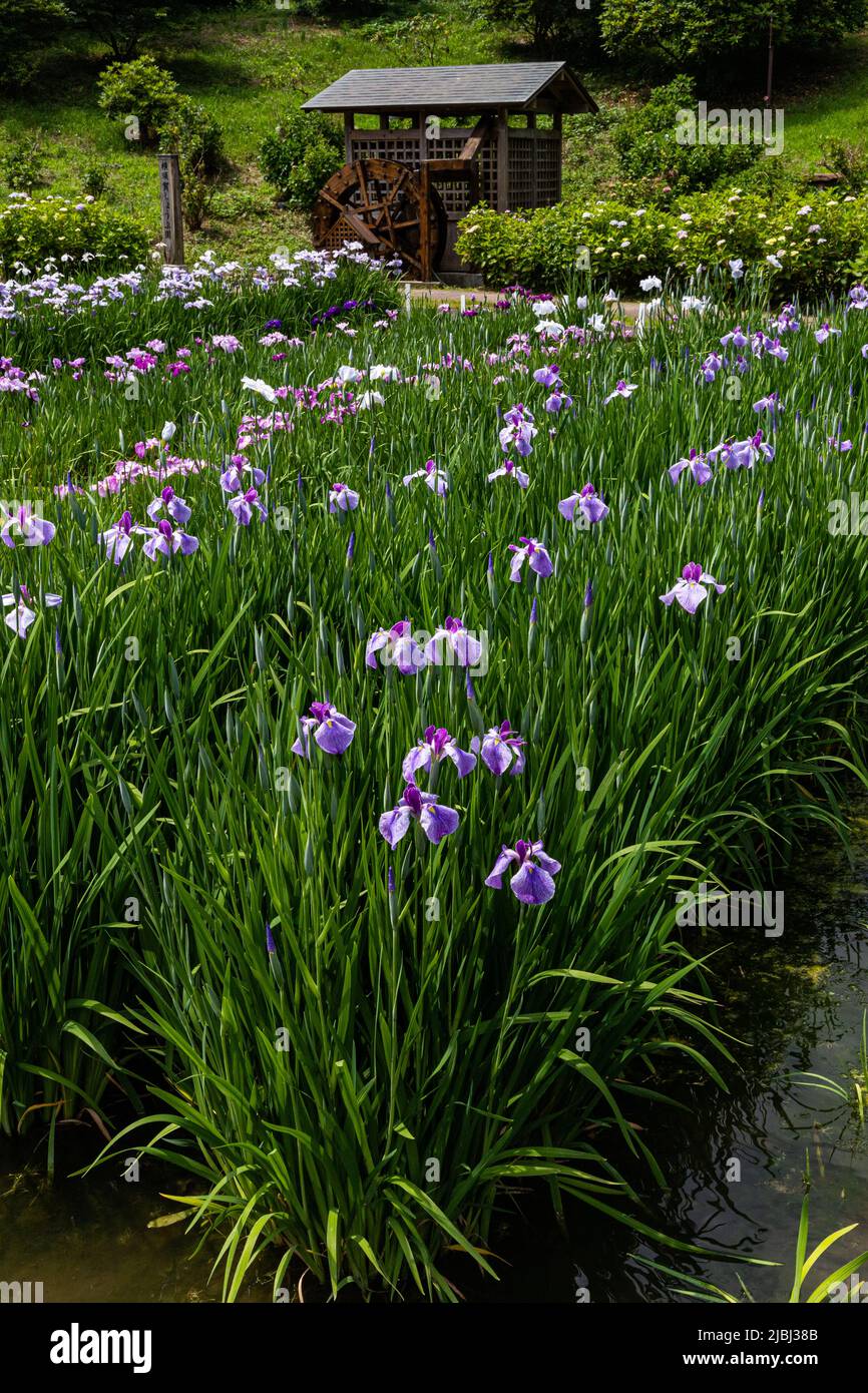 Lo Yokosuka Iris Garden o Shobuen è uno dei più grandi giardini di iris del Giappone, dove 140.000 iridi di oltre 400 varietà fioriscono su un sito di 3,8 ettari Foto Stock